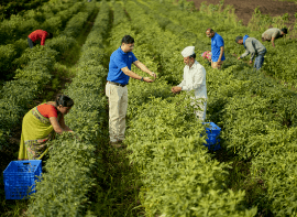 MD. Brian Fernandes picking chilli at farm