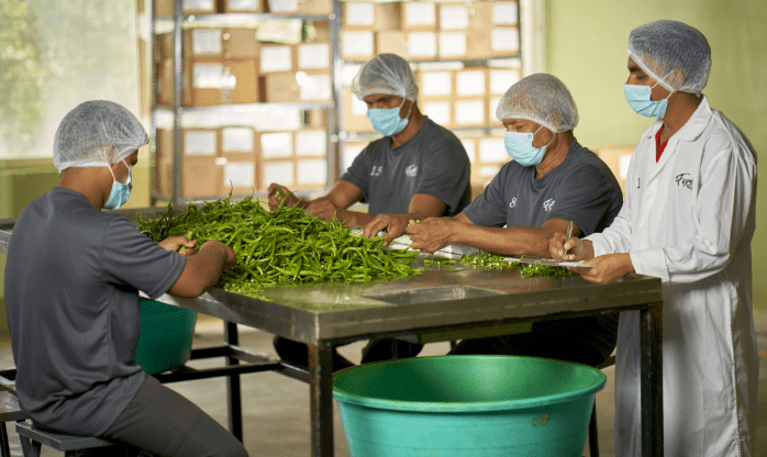 picking chilli in Ferns Factory