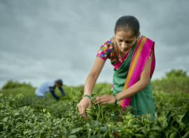 Premium quality chilly